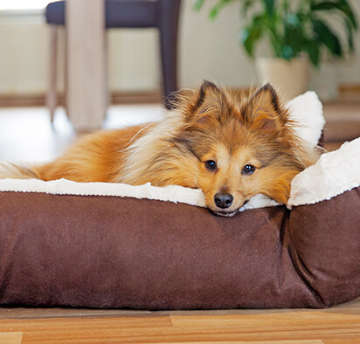 Hundebett-Hund-Hundekorb