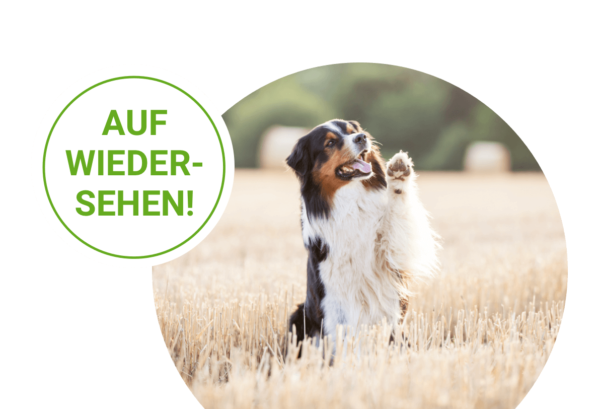Newsletter-Abmeldung-Banner-Hund