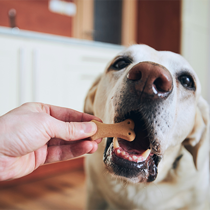 Ein Hund sitzt auf einem hellen Hintergrund, mit konzentriertem Blick und aufmerksamen Ohren.